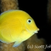 tang_blue_pi_jar_h_0134_cub2033.jpg